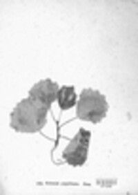 Erineum populinum image